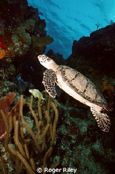 One of the many turtles in the waters around Cozumel.  Ta... by Roger Riley 